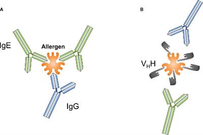 <mark class="highlighted">Nanobodies</mark>—Useful Tools for Allergy Treatment?